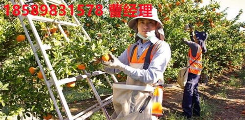 泰安出國勞務 新西蘭打工選擇與廣州勞務服務介紹